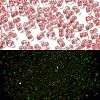 Luminous Glass Seed Beads SEED-A033-07M-2
