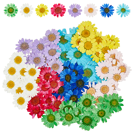 HOBBIESAY 80Pcs 8 Colors Pressed Dried Flowers DIY-HY0001-73-1