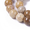 Natural Fossil Coral Beads Strands G-F648-01-C-3
