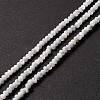 Natural Trochid Shell/Trochus Shell Beads Strands X-SSHEL-O001-24B-02-4