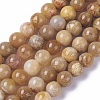 Natural Fossil Coral Beads Strands G-F648-01-B-1