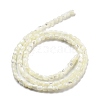 Natural Trochid Shell/Trochus Shell Beads Strands BSHE-G038-01-3