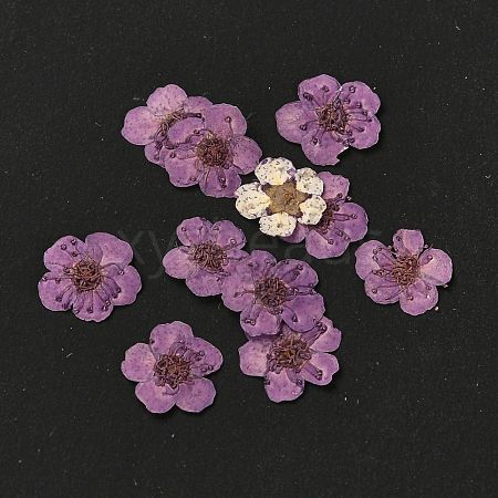 Narcissus Embossing Dried Flowers DIY-K032-60D-1