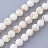 Natural Freshwater Shell Bead Strands SHEL-S254-05-1