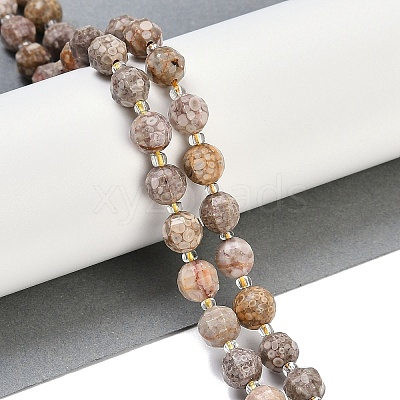 Natural Conch Fossil Beads Strands G-G182-B37-03-1