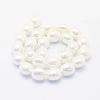 Shell Pearl Beads Strands BSHE-P024-15-2