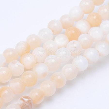 Natural Freshwater Shell Bead Strands SHEL-S253-01-1