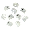 10Pcs Natural Trochid Shell/Trochus Shell Beads SSHEL-CJ0001-16-1