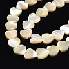 Natural Trochid Shell/Trochus Shell Bead Strands SSHEL-N034-92B-01-3