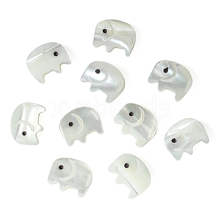 10Pcs Natural Trochid Shell/Trochus Shell Beads SSHEL-CJ0001-16-1