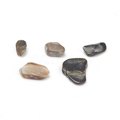 Natural Freshwater Shell Beads X-BSHE-I011-03A-1
