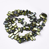 Freshwater Shell Beads Strands SHEL-S274-40-2