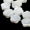 Natural Trochus Shell Beads Strands X-BSHE-P033-07-4
