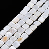 Natural Freshwater Shell Beads Strands SHEL-N026-209-1