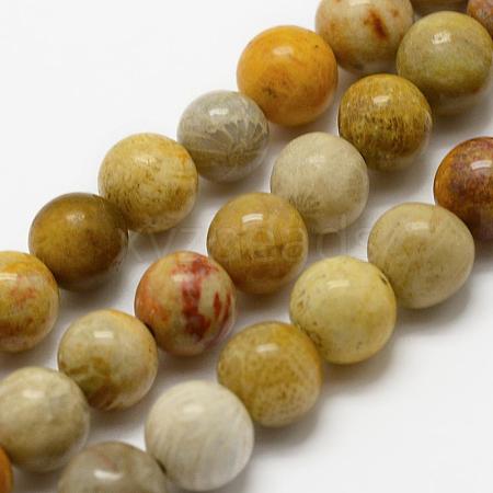 Natural Fossil Coral Beads Strands G-K194-10mm-05-1