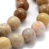 Natural Fossil Coral Beads Strands G-G763-12-10mm-6