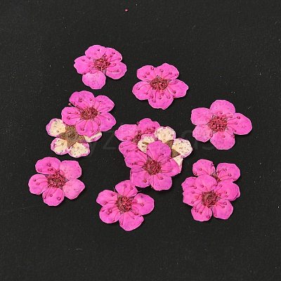 Narcissus Embossing Dried Flowers DIY-K032-60J-1