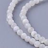 Shell Beads Strands SSHEL-E571-39-3mm-1