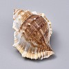 Large Natural Conch Shells DJEW-WH0007-11B-1