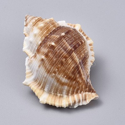 Large Natural Conch Shells DJEW-WH0007-11B-1