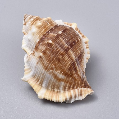Large Natural Conch Shells DJEW-WH0007-11B-1