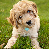 42Pcs 3 Colors Transparent Blank Acrylic Pet Dog ID Tag PALLOY-AB00049-6