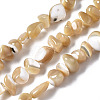 Natural Trochid Shell/Trochus Shell Beads Strands SSHEL-N034-78-B01-1