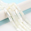 Natural Trochus Shell Beads Strands X-BSHE-Z003-18-4