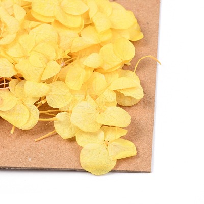 Dried Flower DIY-B018-13-1