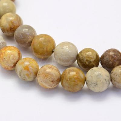 Natural Fossil Coral Beads Strands G-G697-F01-6mm-1
