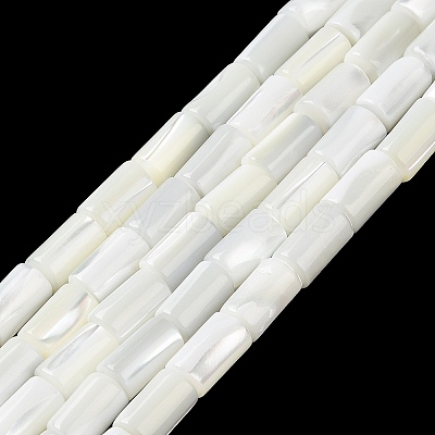 Natural Trochus Shell Beads Strands X-BSHE-Z003-18-1