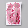 Pressed Dried Flowers DIY-WH0308-412A-1-2