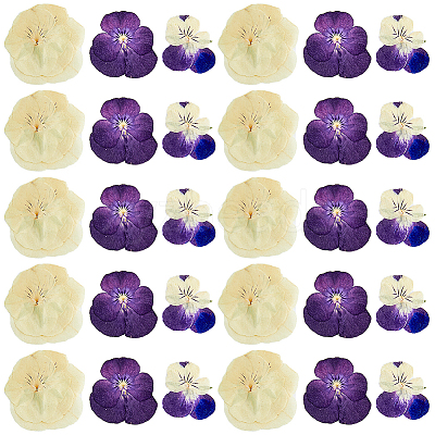 120pcs 3 Style Dried Pansy Flower DIY-HY0001-62-1