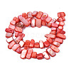 Natural Trochid Shell/Trochus Shell Beads Strands SHEL-S258-082-B06-2