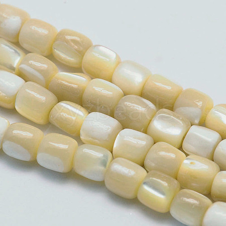 Natural Sea Shell Column Bead Strands SSHEL-M014-22-1