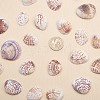 1 Box Scallop Seashells Clam Shell Dyed Beads with Holes for Craft Making 40-50pcs BSHE-YW0001-01-7