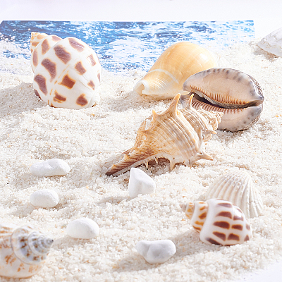 Natural Shell Home Display Decoration Sets SSHEL-T016-13-1