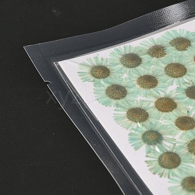 Centaurea Iberica Embossing Dried Flower DIY-K032-65H-1