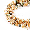 1 Strand Natural Seashell Shell Beads Strands SSHEL-TA0001-12-2