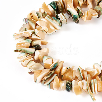 1 Strand Natural Seashell Shell Beads Strands SSHEL-TA0001-12-1