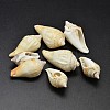 Natural Conch Shell Beads X-BSHE-O007-56-1