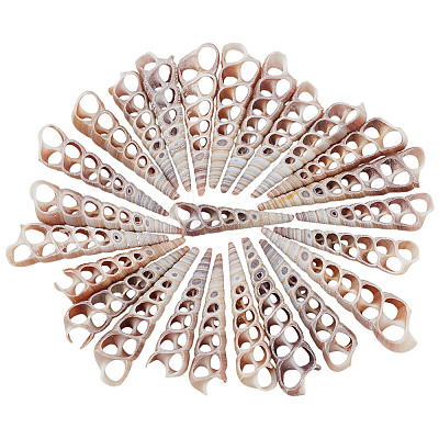 Turritella Center Cut Shell for Vase Fillers SSHEL-GO0001-04-1