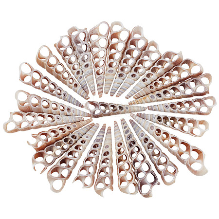 Turritella Center Cut Shell for Vase Fillers SSHEL-GO0001-04-1