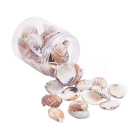 1 Box Scallop Seashells Clam Shell Dyed Beads with Holes for Craft Making 40-50pcs BSHE-YW0001-01-1