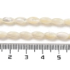 Natural Trochid Shell/Trochus Shell Beads Strands PBB513Y-2