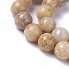 Natural Fossil Coral Beads Strands G-F648-02-D-3