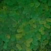 Luminous Transparent Acrylic Beads LACR-D009-01B-3