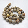 Natural Fossil Coral Round Bead Strands G-N0166-05-8mm-3